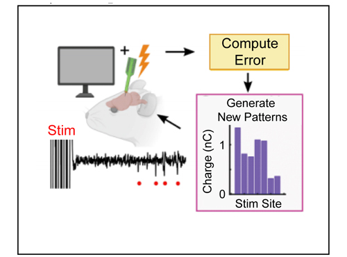 An Adaptive Closed-Loop Prosthetic for the Brain