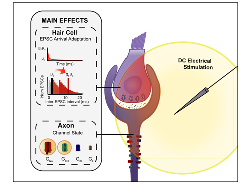 DC Effects on Axons/Hair Cells