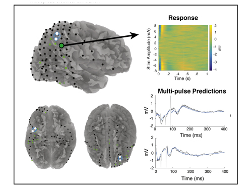 Large Scale Brain Responses