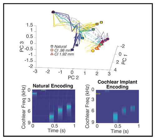 Understanding How Pitch Information Is Lost in the Auditory Stream